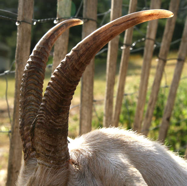 AnimalsDomestic0013 Free Background Texture goat goats animal horn