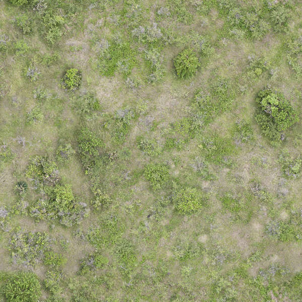 Groundplants0183 - Free Background Texture - aerial ground terrain