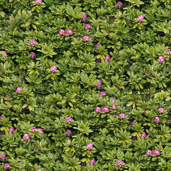 Hedges0048 - Free Background Texture - flower flowers hedge green