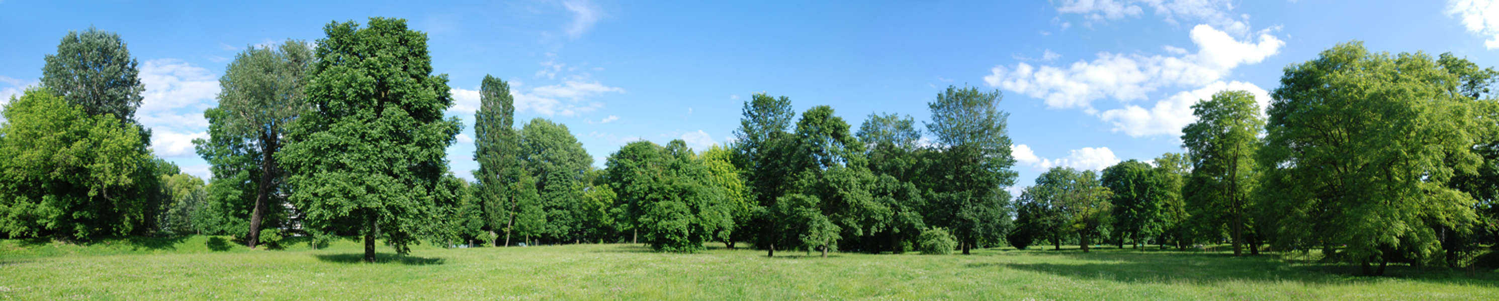 Trees0033 - Free Background Texture - panorama forest line trees tree