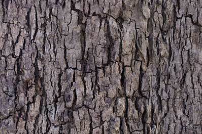 seamless oak bark texture