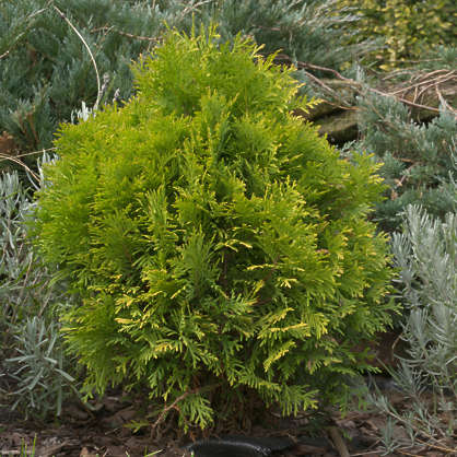 Thuja Shrub Reference