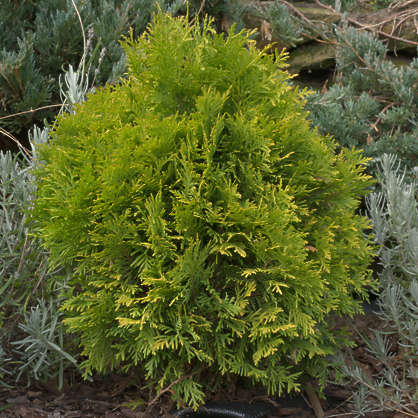 Thuja Shrub Reference