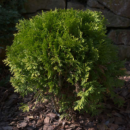 Thuja Shrub Reference