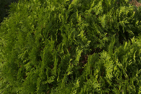 Thuja Shrub Reference