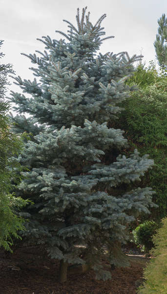 Silver Spruce Tree Reference