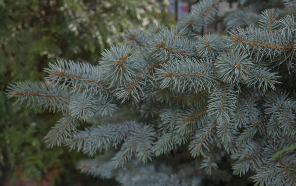 Silver Spruce Tree Reference