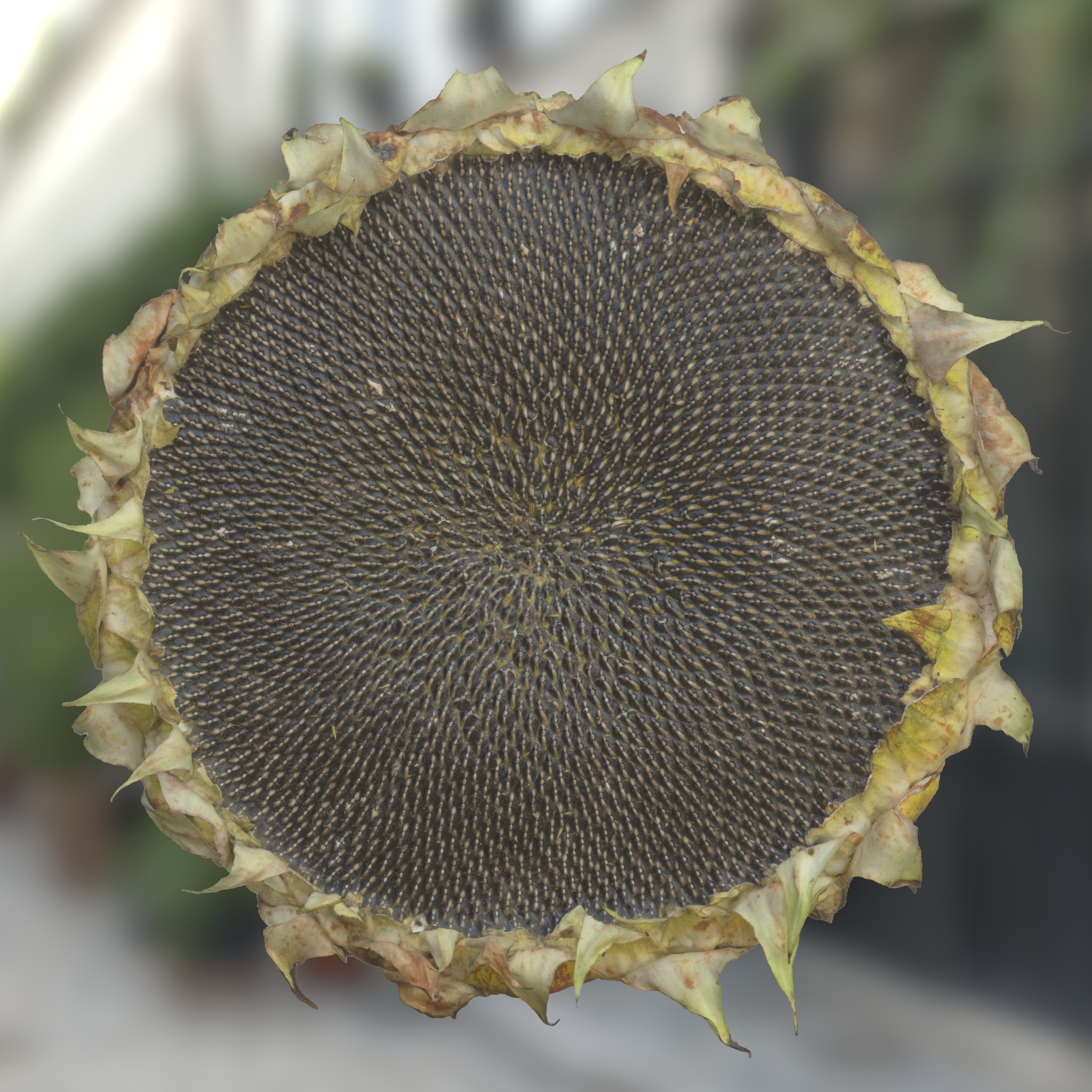 3D Scanned Sunflower Atlas 01