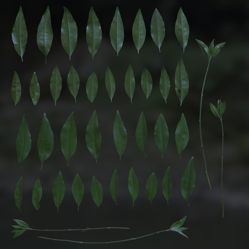 3d plants textures