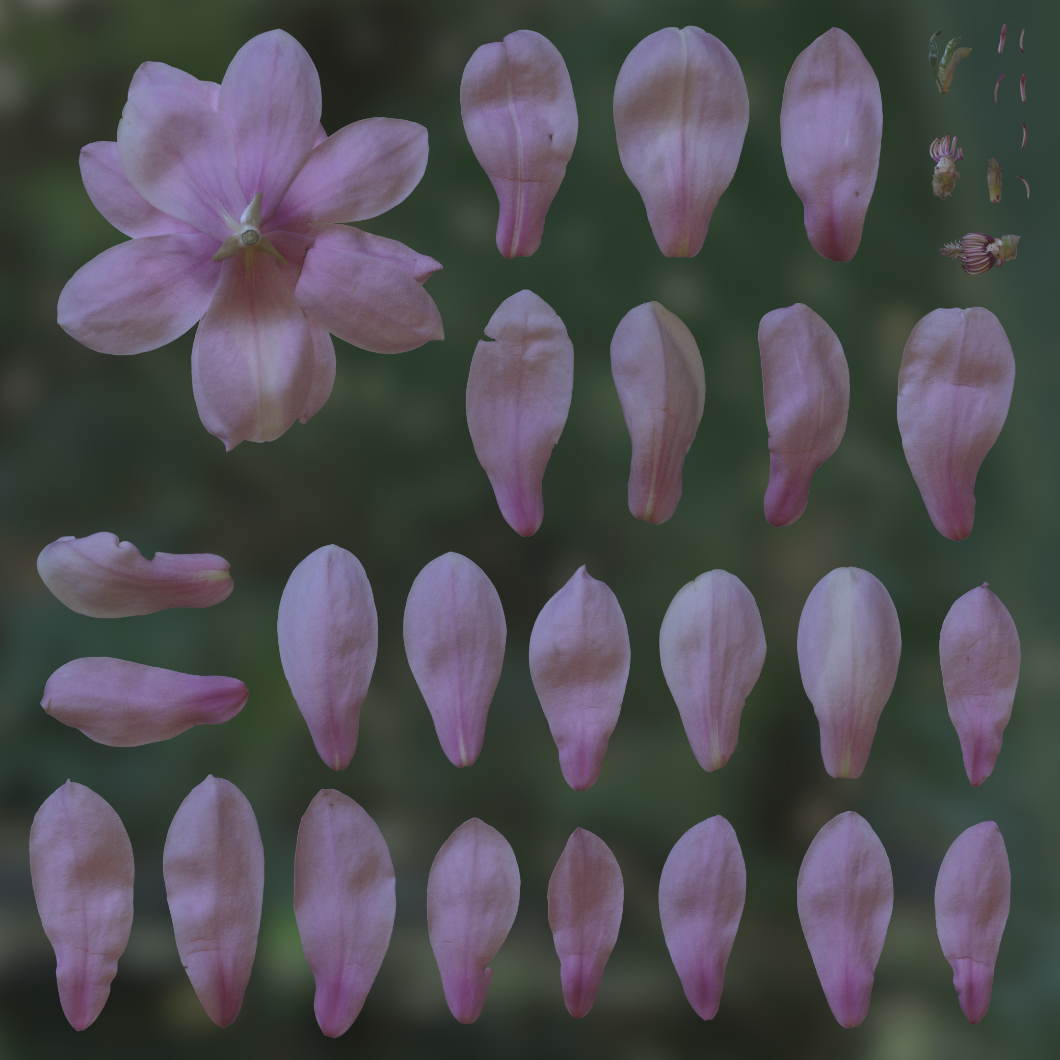 3D Scanned Magnolia Atlas