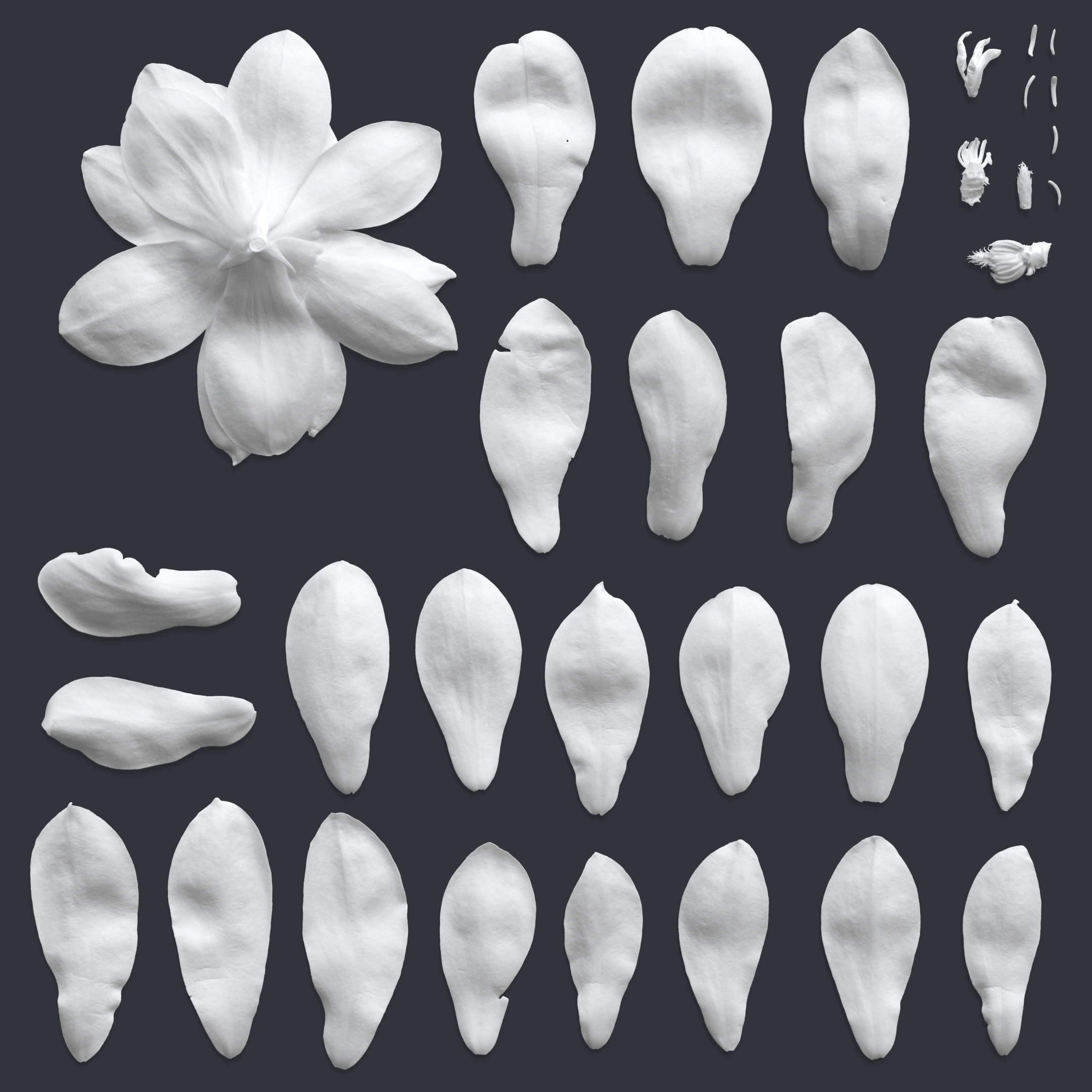 3D Scanned Magnolia Atlas