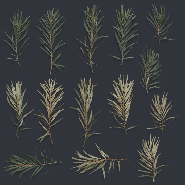 Pine Branches - download free texture atlases and decals