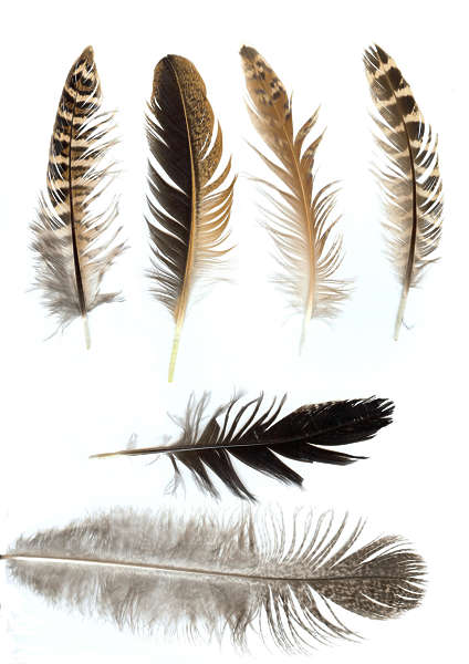 Feathers0003 - Free Background Texture - feathers feather