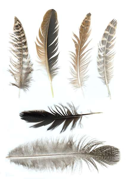 Feathers0004 - Free Background Texture - feathers feather