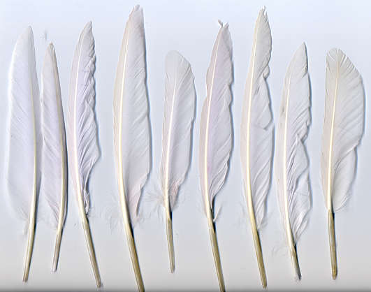 Feathers0024 - Free Background Texture - feather duck white feathers light