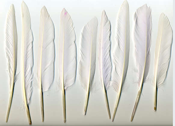 Feathers0024 - Free Background Texture - feather duck white feathers light