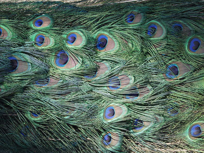 Peacock0007 - Free Background Texture - animal bird peacock feathers