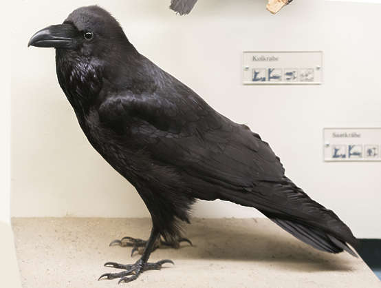 stuffed crow