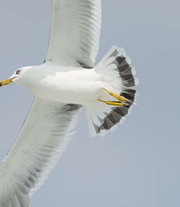 BirdsVarious0064 - Free Background Texture - seagull bird yellow green ...