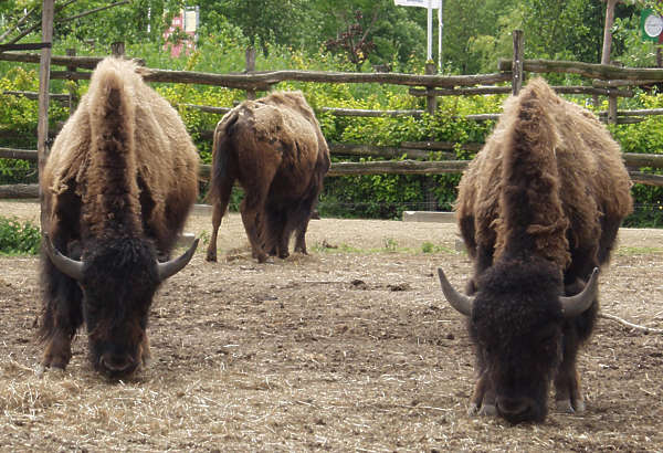 Bison0017 - Free Background Texture - animal bison fur brown beige dark