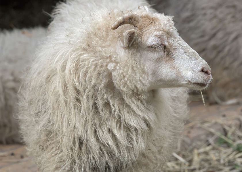 AnimalsDomestic0037 - Free Background Texture - sheep