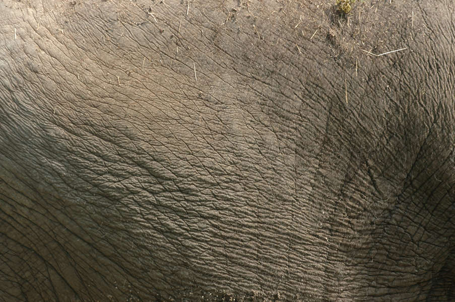 Elephant0015 - Free Background Texture - animal elephant skin wrinkles ...