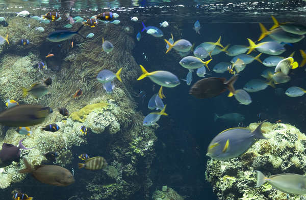 Fish0043 - Free Background Texture - aquarium coral yellow green brown ...