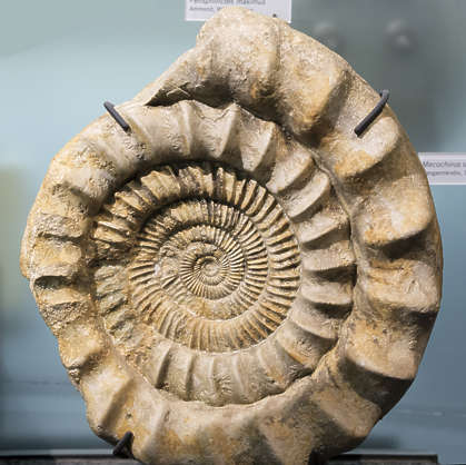 Fossils0124 - Free Background Texture - fossil fossils ammonite shell ...