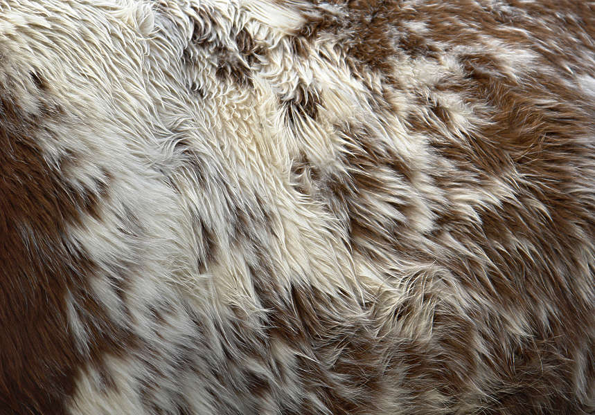 Fur0025 - Free Background Texture - fur hair hairs cow brown beige white