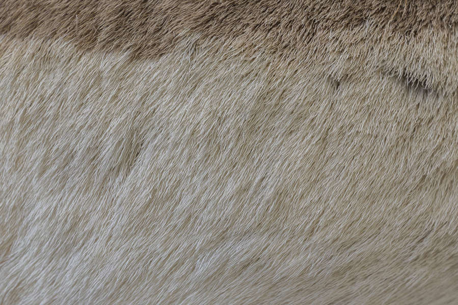 Fur0034 - Free Background Texture - animal fur beige gray grey desaturated