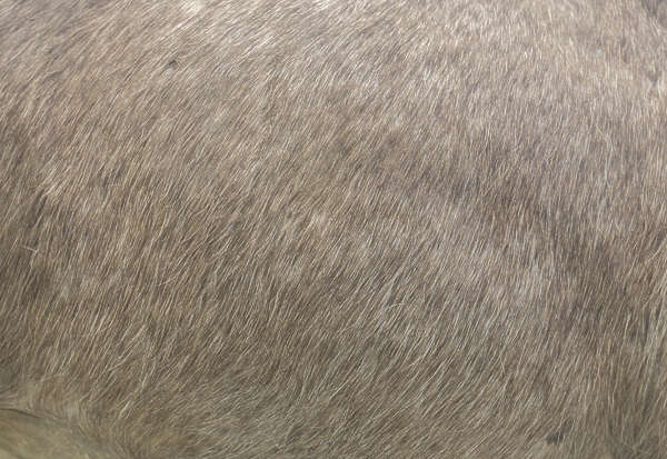 Fur0036 - Free Background Texture - animal fur beige gray grey desaturated