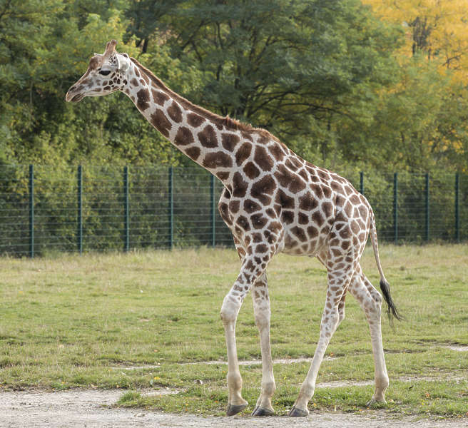 Giraffe0043 - Free Background Texture - giraffe brown beige