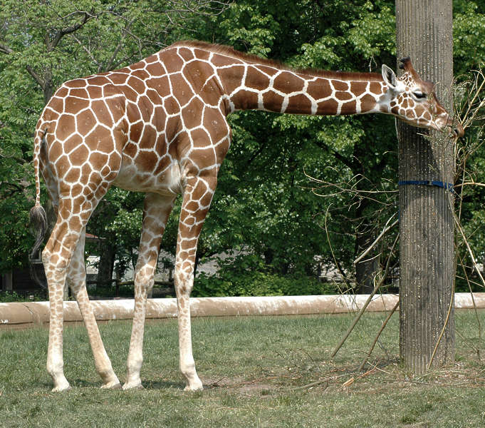 Giraffe0031 - Free Background Texture - animals giraffe brown beige