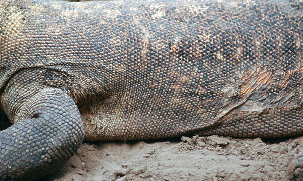 Komodo Reptile Scales