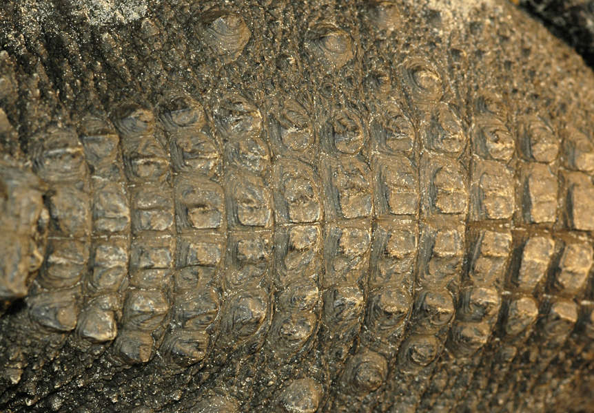 crocodile skin scales textures texture aligator reptiles animals