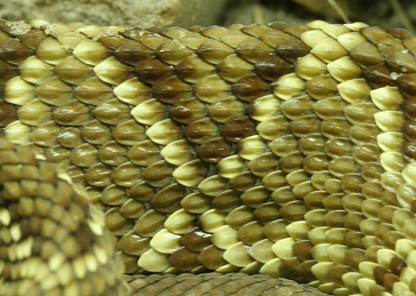 Reptiles0066 - Free Background Texture - Snake Scales Yellow Brown Beige