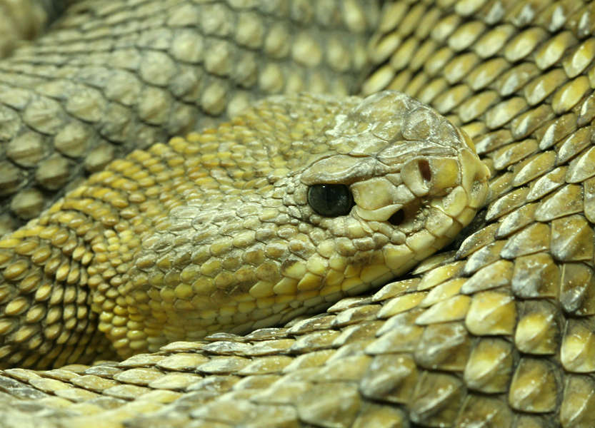 Reptiles0067 - Free Background Texture - snake scales head