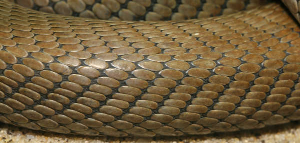 Reptiles0077 - Free Background Texture - snake scales brown beige