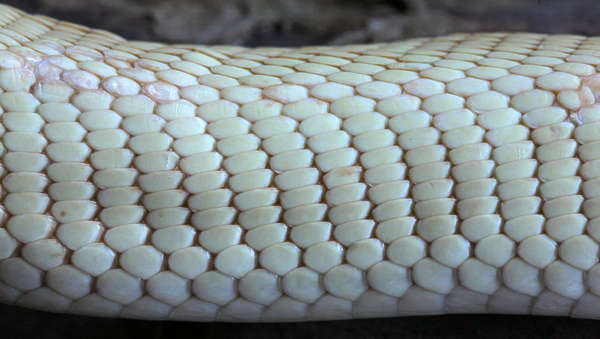 Reptiles0027 - Free Background Texture - snake reptile scales scale ...