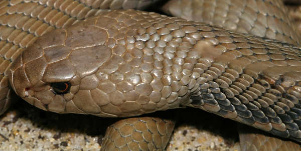 Reptiles0085 - Free Background Texture - snake scales head brown beige