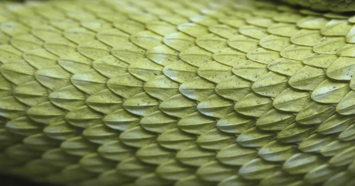 Reptiles0012 - Free Background Texture - snake reptile scales scale