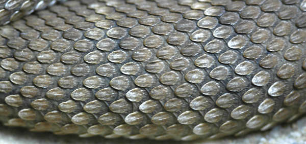 Reptiles0022 - Free Background Texture - snake reptile scales scale