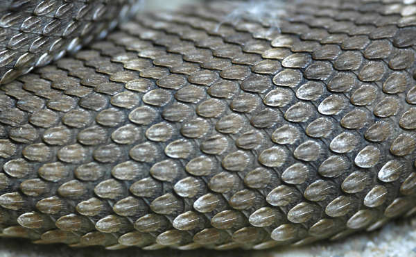 Reptiles0022 - Free Background Texture - snake reptile scales scale