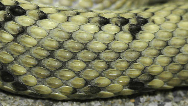 Reptiles0029 - Free Background Texture - snake reptile scales scale ...