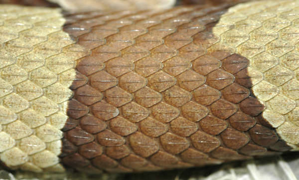 Reptiles0025 - Free Background Texture - snake reptile scales scale ...