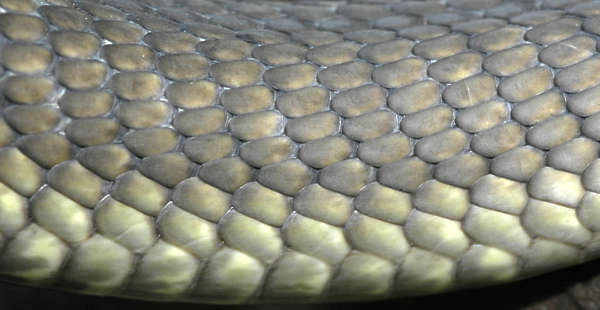 Close Up Of The Scales Of A Reptile Stock Photo, Picture and Royalty Free  Image. Image 5906093.