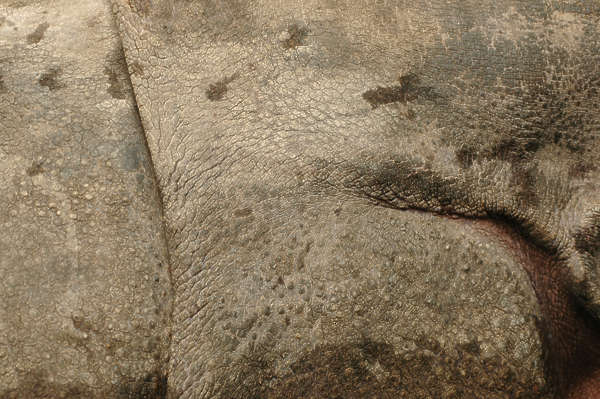 textures for rhino download free