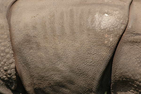 free rhino textures