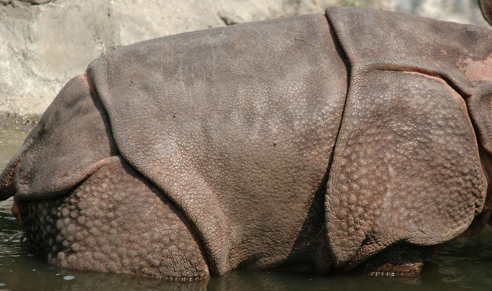 free rhino textures
