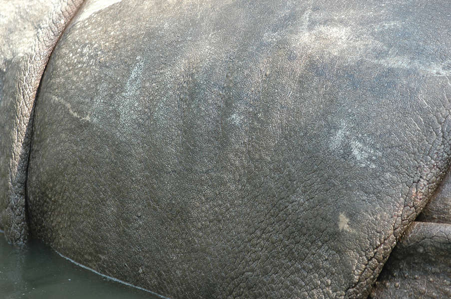 rhino texture download